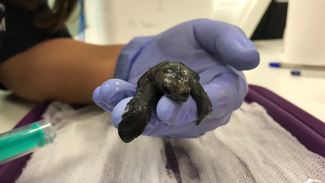 Un tortuga babaua rep unes cures tot just néixer