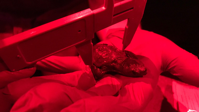 Mesuren i pesen l'exemplar de la tortuga marina